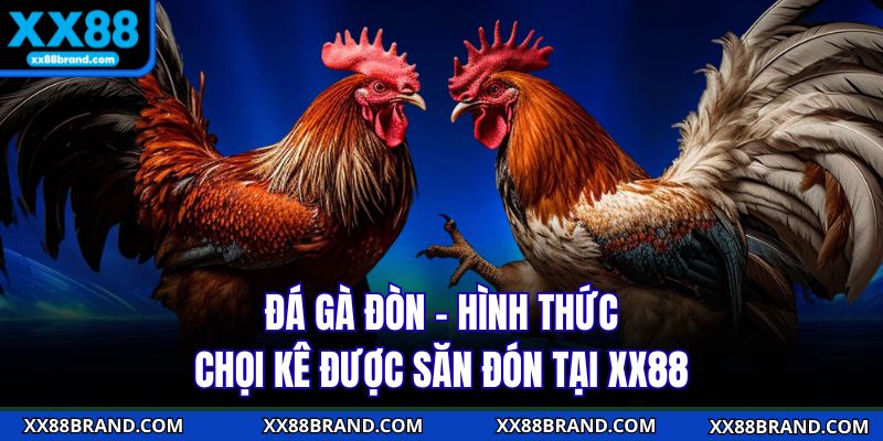 Đá Gà Đòn - Hình Thức Chọi Kê Được Săn Đón Tại XX88